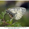 parnassius mnemosyne female1b